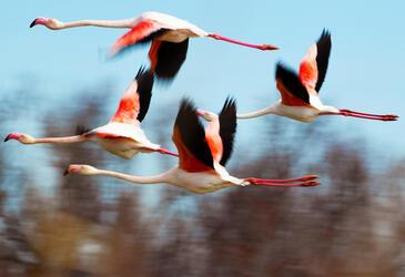 Pink floyds, Camargue © Etienne Pierart